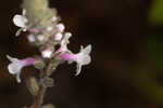 Carolina false vervain